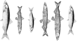 fischdatenset.png