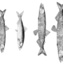 fischdatenset.png