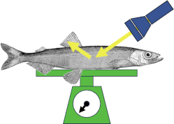 fischfeatures.png