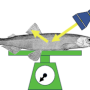 fischfeatures.png