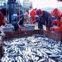 fish0191.jpg