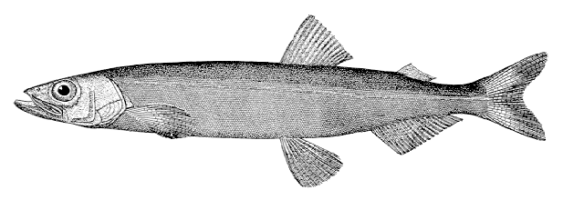mallotus_villosus.gif
