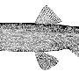 mallotus_villosus.gif